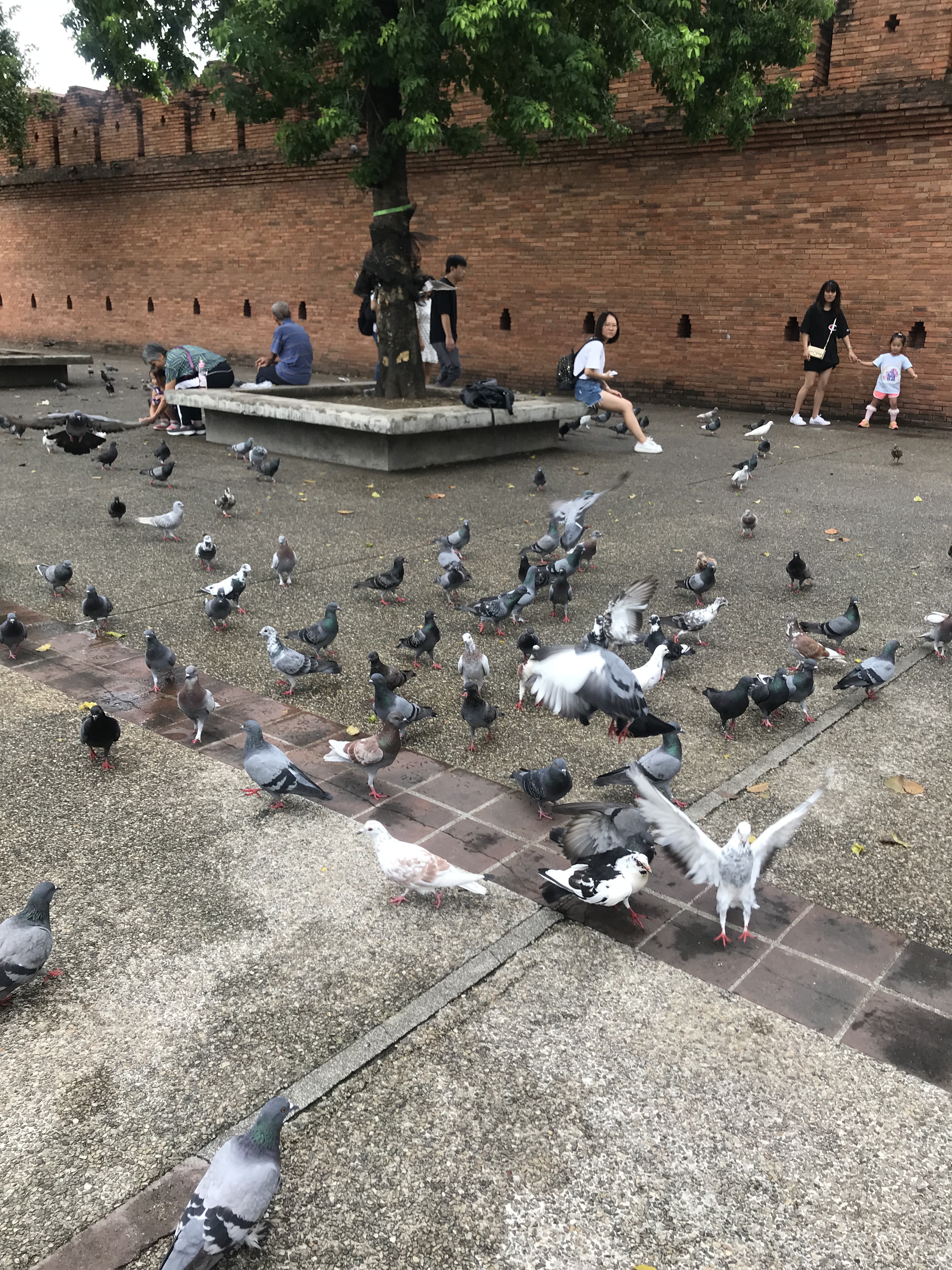 清迈 - 照片 2 / Chiang Mai Photo 2
