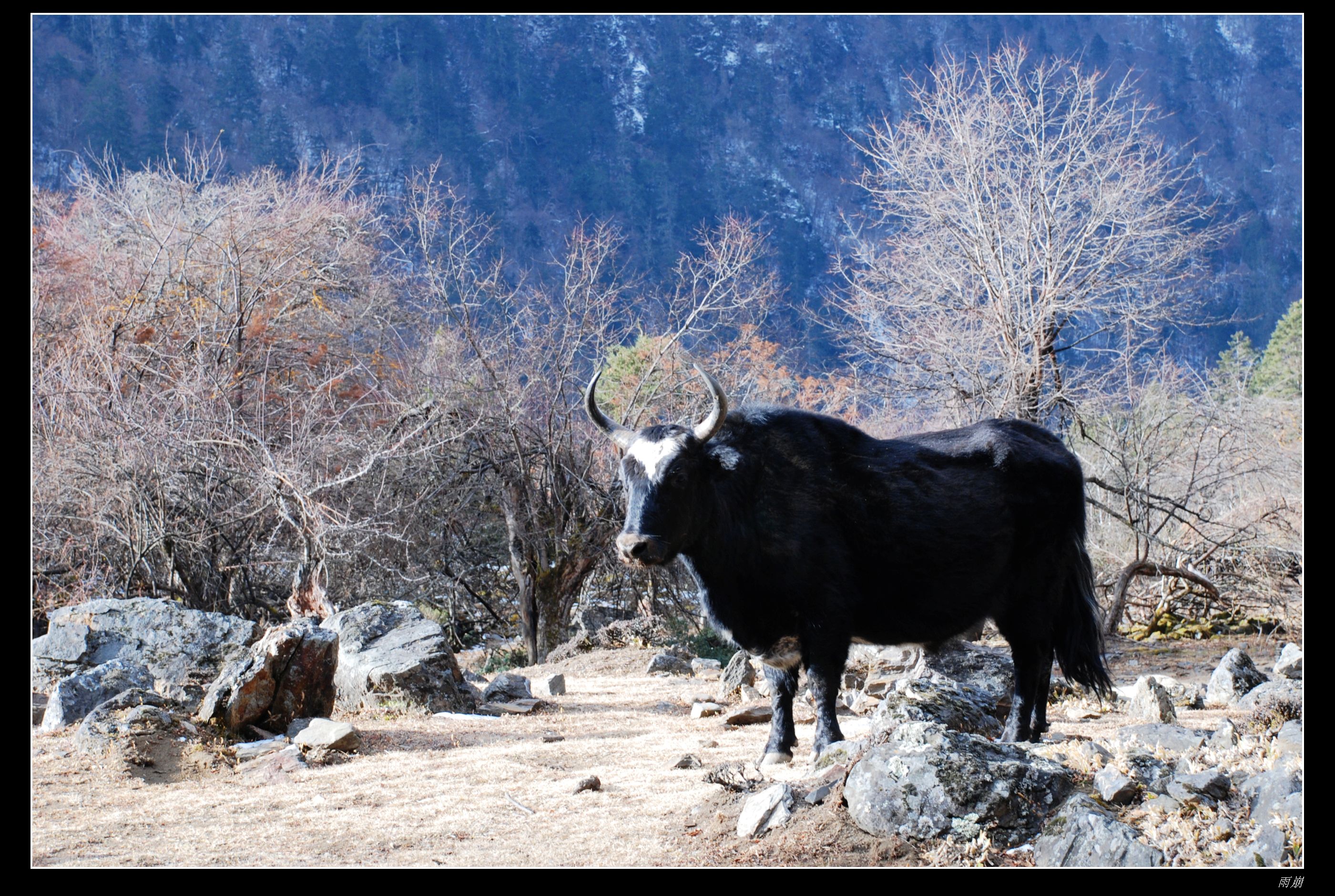 丽江 - 照片 12 / lijiang Photo 12