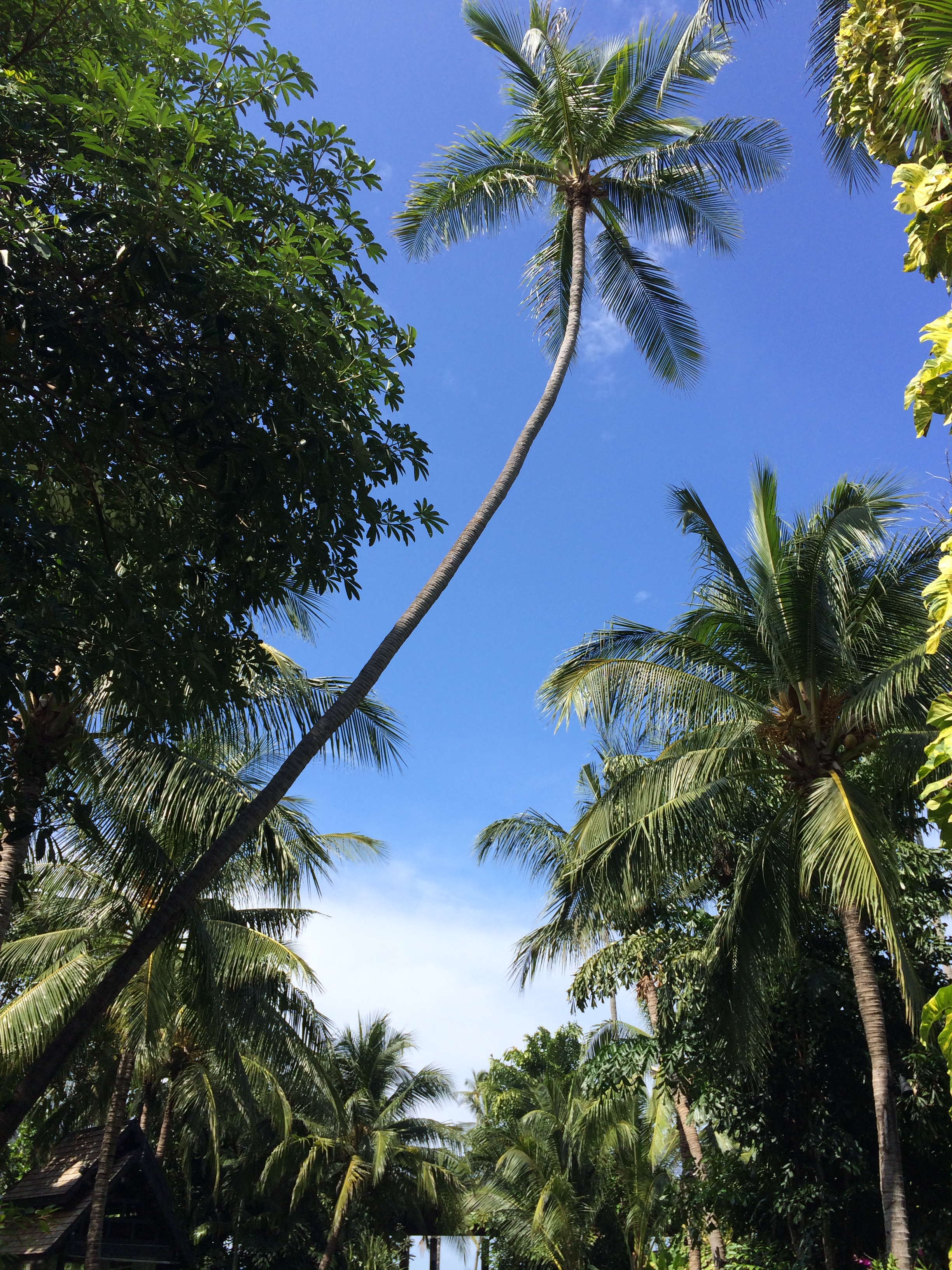 苏梅岛 - 照片 2 / Ko Samui Photo 2